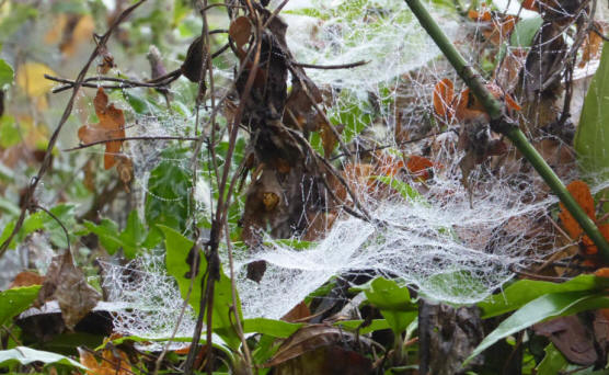 Misty spider webs