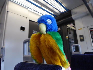 Blue Parrot on train seat