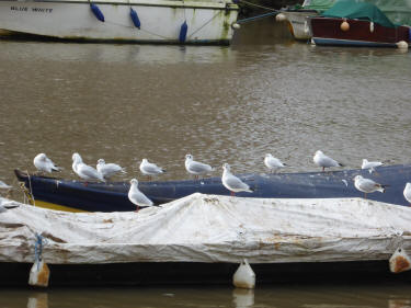 Seagulls on boat