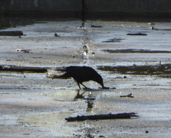 Crow on muddy path