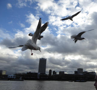 Swooping seagulls