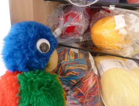 Blue Parrot choosing some yarn