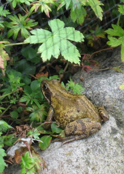 Frog on granite rock