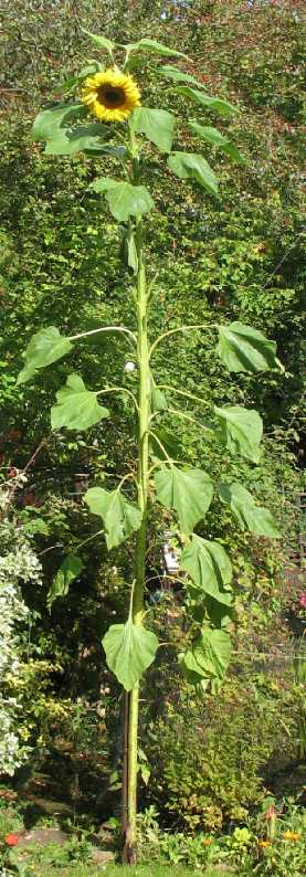 3.5 metre sunflower