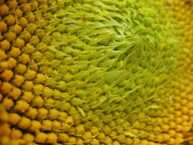 Sunflower close-up