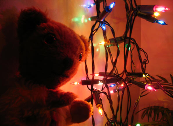 Yellow Teddy with Christmas lights