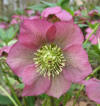 Christmas Rose Hellebore 1