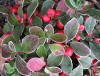 Berries and frosty leaves