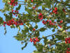 Holly berries