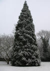 Snowy fir tree