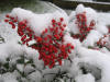 Snowy berries