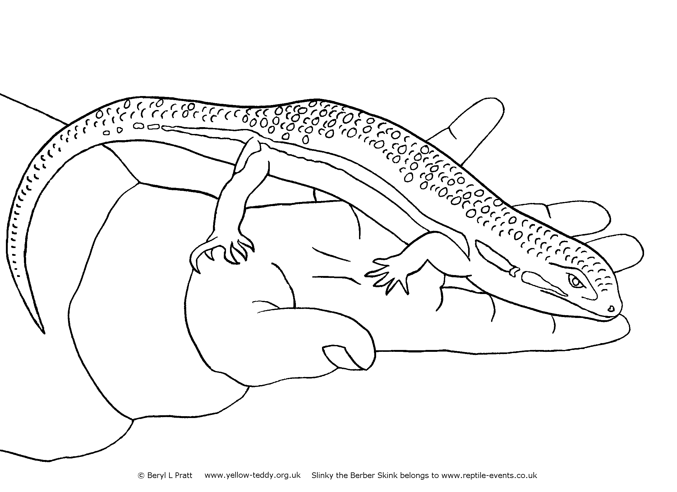 Slinky the Berber Skink drawing