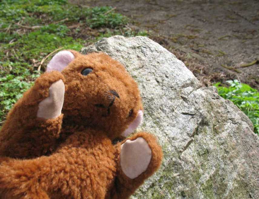 Brown Teddy rock climbing