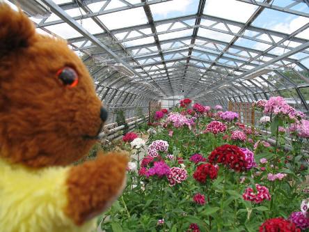 Perfumed greenhouse