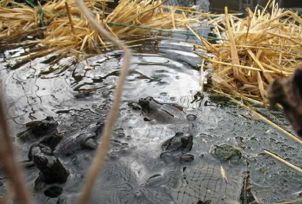 Frogs and straw