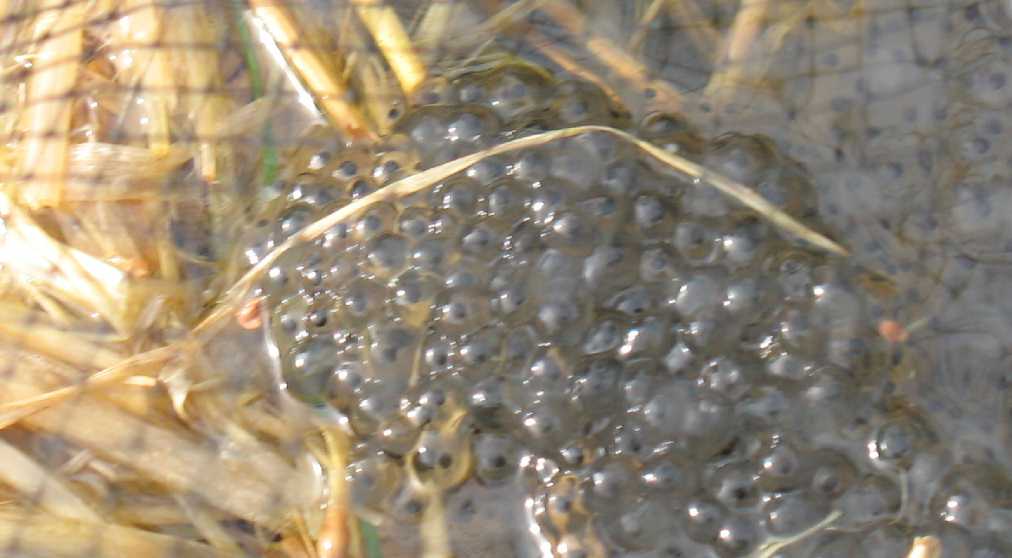 Frogspawn