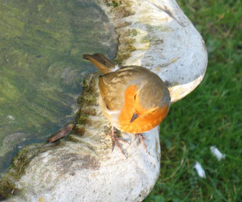 Robin on birdbath