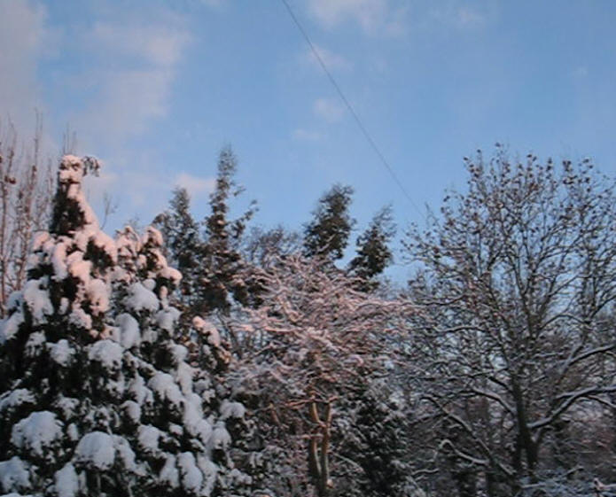 Snowy Robin Singing Movie