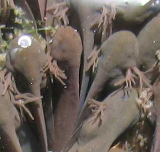 Tadpoles gills