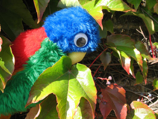 Blue Parrot hiding in wall creeper