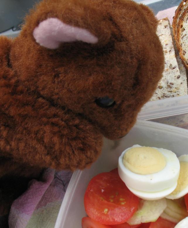 Brown Teddy organising lunch