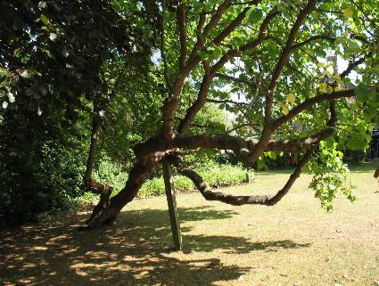 Propped up tree in Archbishop's Palace gardens Maidstone