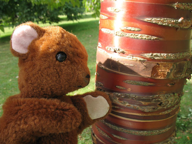 Brown Teddy with stripey prunus tree in Mote Park