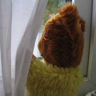 Yellow Teddy at rainy window