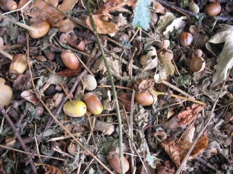 Acorns