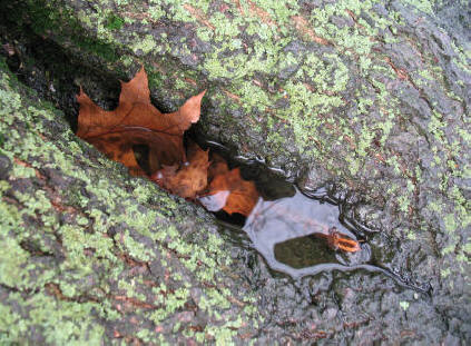 Water pond in tree roots