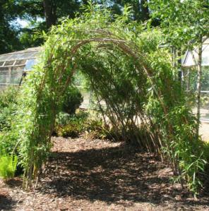 Bamboo arch Stockwood Park Luton