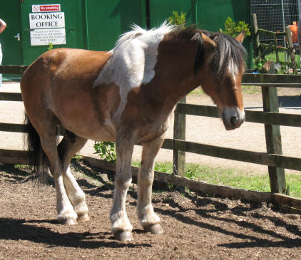 Horse at Stockwood Park Luton