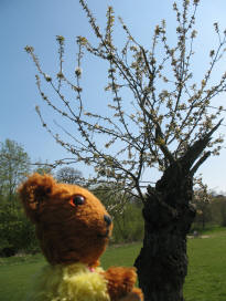 Yellow Teddy with the Never Give Up tree in Mote Park Maidstone