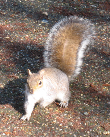 Squirrel