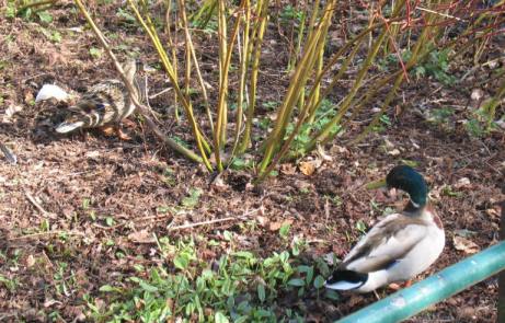 Ducks in shrubbery