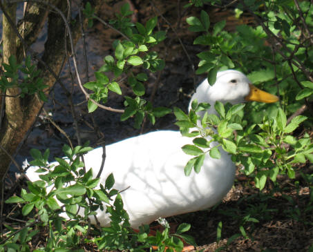 Big white duck