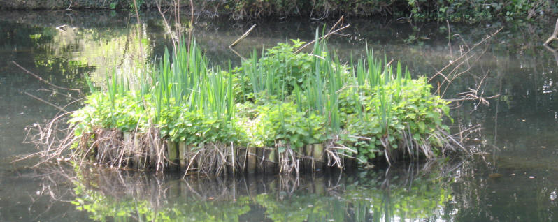 Duck island in River Cray