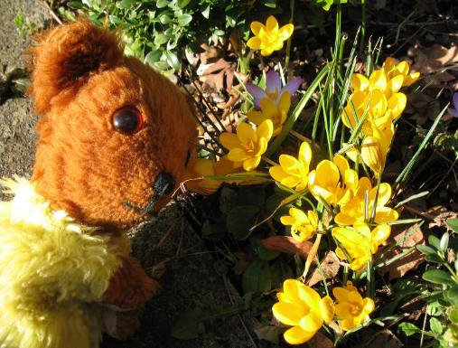 Yellow Teddy and yellow crocuses