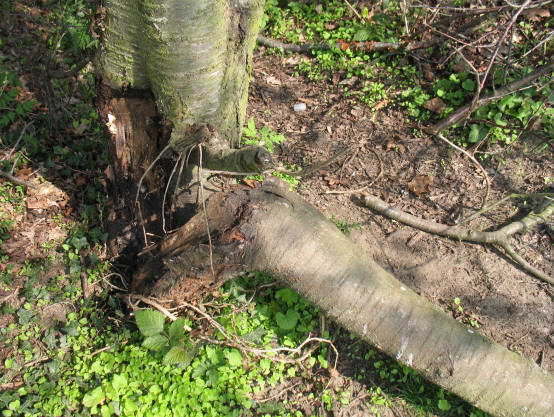 Broken tree trunk