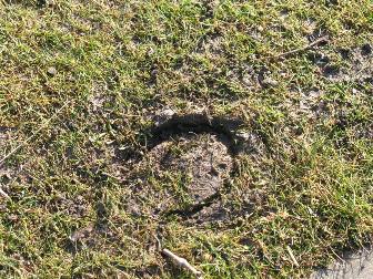 Hoof print in grass