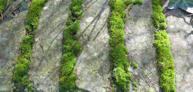 Moss on brick wall