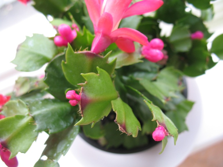 Christmas Cactus flowers