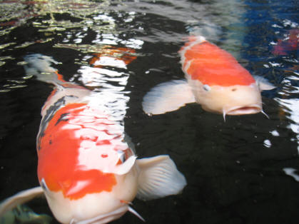 Koi fish at Polhill Garden Centre 3