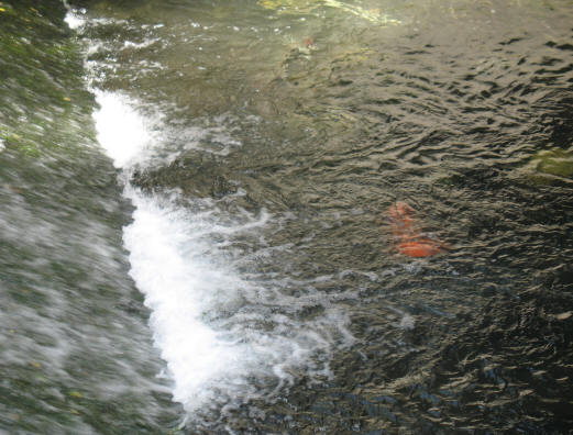 Waterfall River Cray, Orpington