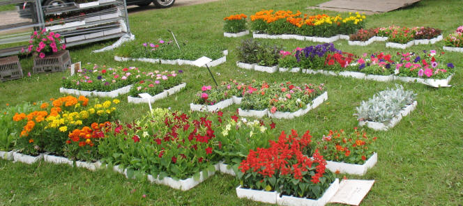 Martin's plants at Wrotham boot fair Kent