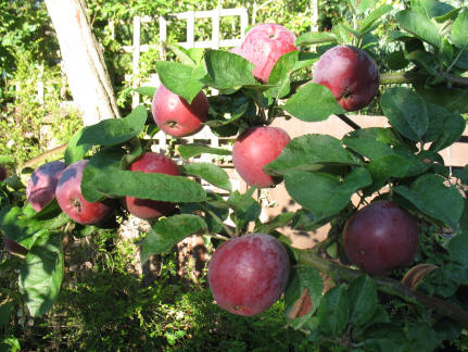 Spartan apple tree