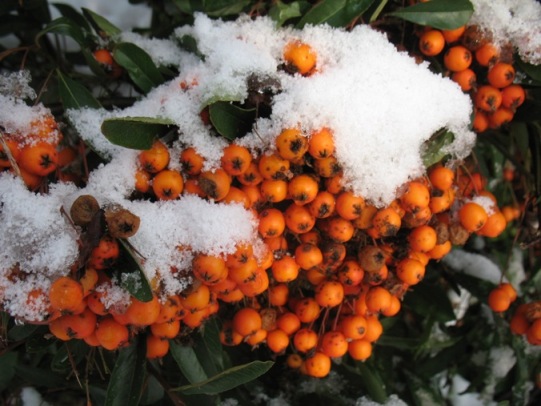 Snow on pyracantha berries