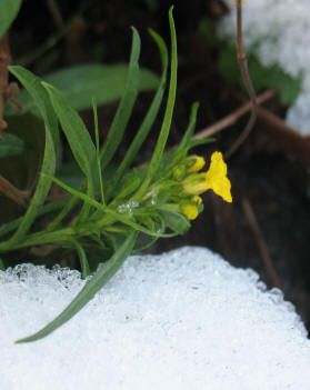 Erysimum flower