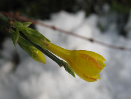 Winter jasmine flower