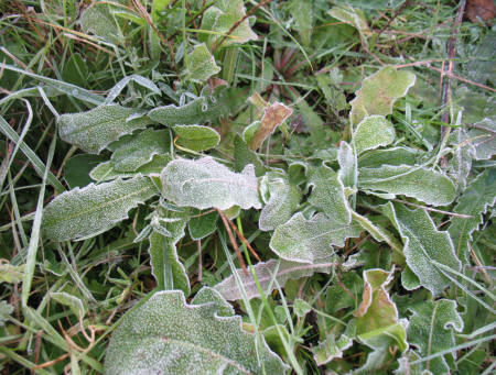 Frosty leaves